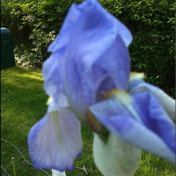 Meet your Posher, Cora - Picture 1 of 1